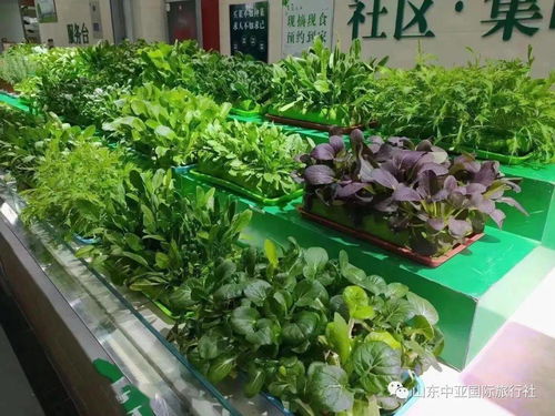 春天该有的家庭蔬菜种植 打造阳台小农场