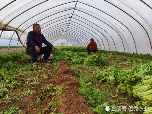 农村大叔种植蔬菜，地头价低迷坦言不够本钱，为啥消费者还嫌贵？