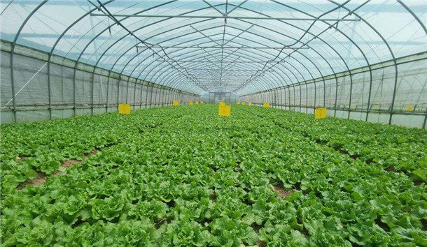蔬菜批发市场动态与种植趋势分析