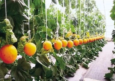 官渡镇“孙庄模式”书写乡村振兴美丽画卷 蔬菜种植铺就富民路