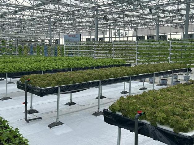 岱山:盐碱地上建起"蔬菜工厂"|种植