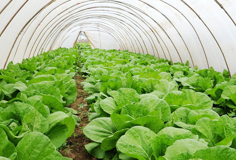 大棚蔬菜种植收银,大棚蔬菜种植补贴多少_91加盟网