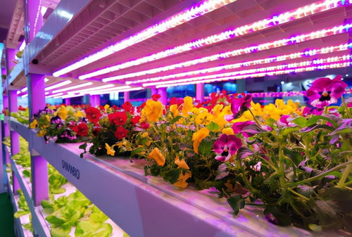 离开土壤也能培育蔬菜鲜花——走进植物工厂，解锁现代农业种植新技术