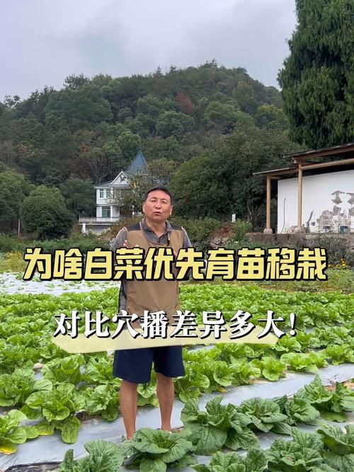 白菜为啥要育苗移栽？种菜老手都懂的3个好处，看完就明白了