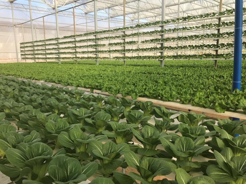 滇陆良每天300吨时鲜蔬菜驰援鄂粤深圳——蔬菜种植基地探秘